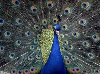Indian blue peacock wallpaper #22291 - Open Walls