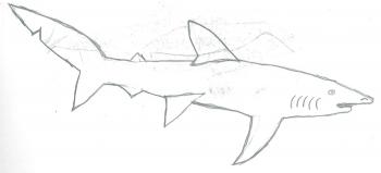 Blue Shark Drawing - sharksz77 © 2018 - Feb 11, 2011