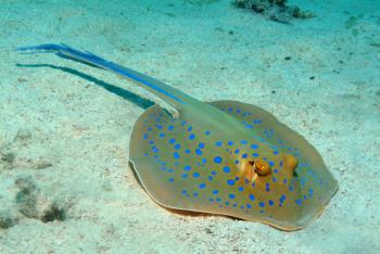 blue-spotted stingray | Underwater photos by Arthur de Bock
