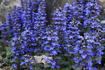Blue Spring Flowers Macro | Flowers| Free Nature Pictures by ...