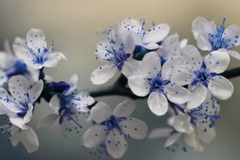 Blue Springtime Blossom