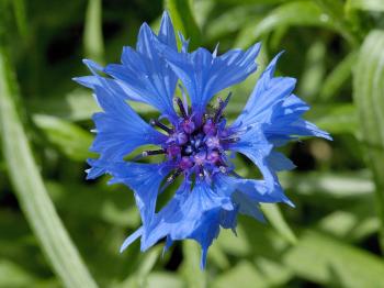 Cornflower Wildflower wholesale seed in bulk - Meadow Mania