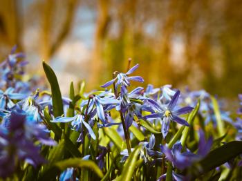 Bluebell Flowers