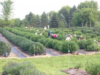 Blueberry Fields of Stillwater LLC - Stillwater, MN | Minnesota Grown