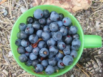 Blueberry in cup