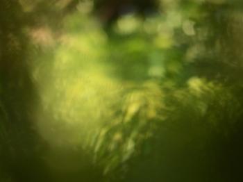 Blur nature tropical abstract background