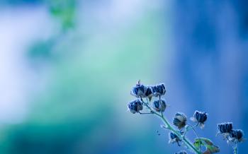 minimalistic, flowers, blue flowers, blurred background :: Wallpapers