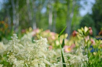 Free stock photo of bed of flowers, blurry, blurry background