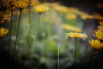 Blurry Wildflowers