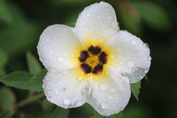 Bokeh Photo of White Flower