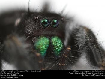 Bold jumping spider (Salticidae, Phidippus audax (Hentz))