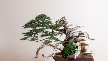 Bonsai Gallery | Bonsai Mirai