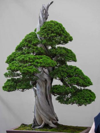 Gorgeous trees on display at the 2017 World Bonsai Convention
