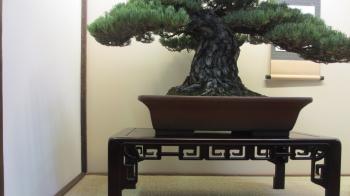 Tokonoma Bonsai display - YouTube