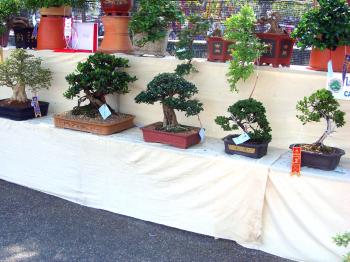 Bonsai display