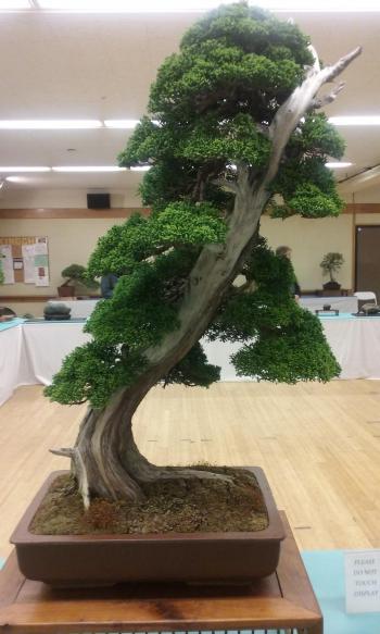 Bonsai from SF's Cherry Blossom Festival's Bonsai Exhibit - Album on ...