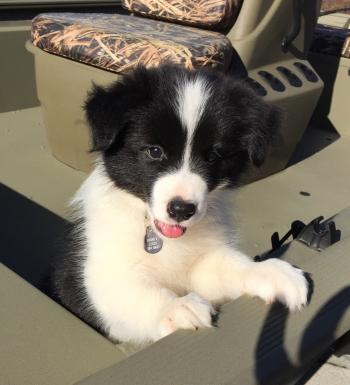99 Names for Female Border Collies | Scottish, Irish and Welsh Dog ...