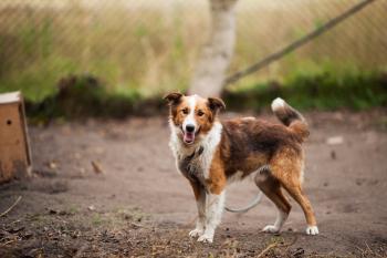 Border Collie Outdoor Near Brown Wooden Dog House