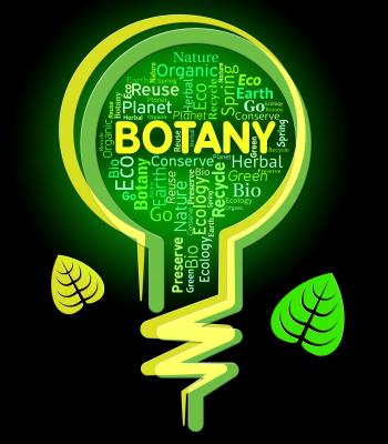 Botany Lightbulb Represents Nature Rural And Eco