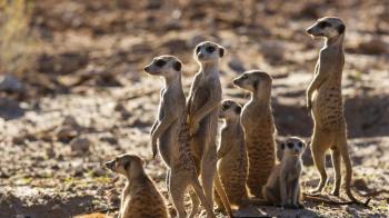 A25VR – Botswana | DX-World