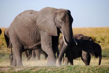 Elephant Refugees Flee to Last Stronghold in Africa