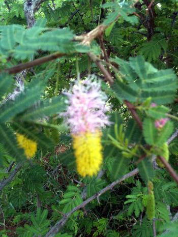 Thoughts from Botswana by Lauri Kubuitsile: Acacia Flowers