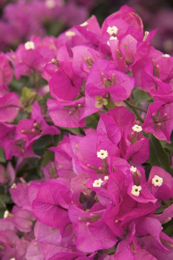 Texas Dawn™ Bougainvillea - Monrovia - Texas Dawn™ Bougainvillea