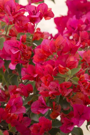 Red Bougainvillea - Monrovia - Red Bougainvillea