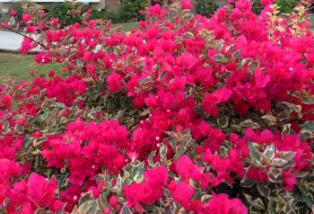 Bougainvillea Raspberry Ice.JPG