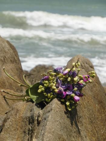 Bouquet on Ocean Rocks