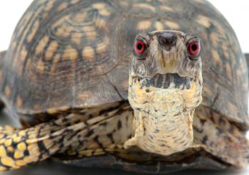 Woodland Box Turtle