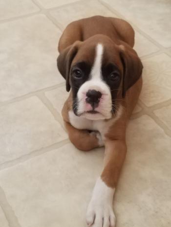 Boxer Puppy Love: Puppies