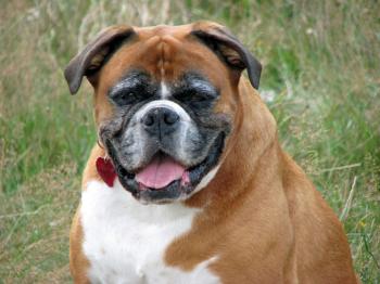 Boxer Dog Free Stock Photo - Public Domain Pictures