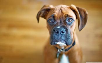 Sad Boxer Dog ❤ 4K HD Desktop Wallpaper for 4K Ultra HD TV • Tablet ...