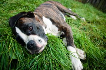 Boxer dog lying on grass