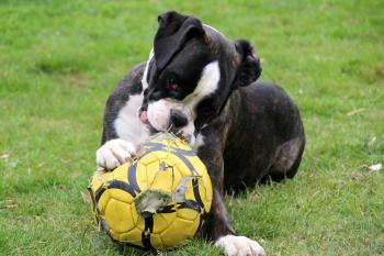 Boxer Dog Playing with Ball
