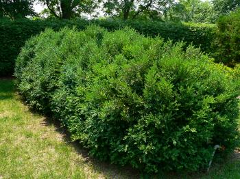 Korean Littleleaf Boxwood : UMN Extension