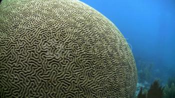 Beautiful brain coral underwater. ~ Stock Video #8660340