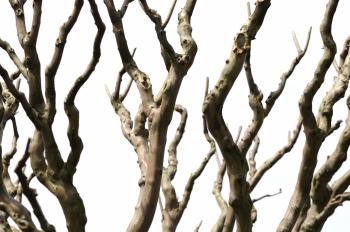 Grasshopper Practice #01 | DataTree – Computation Unit