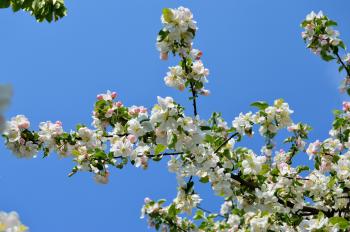 Branch of Apple Blossoms