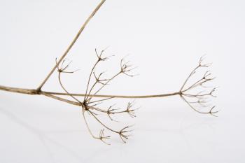 Branch on white