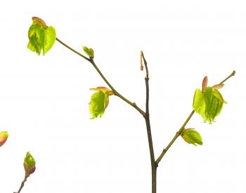 branch with leaves