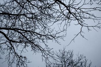 Branches dreams meaning - Interpretation and Meaning