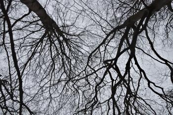 Branch - Wikipedia
