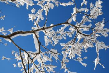 Geoff Oelsner » Leslie's Gallery: Snow Branch