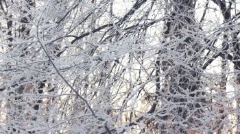 Winter background. Snowy trees in winter forest. Tree branches ...