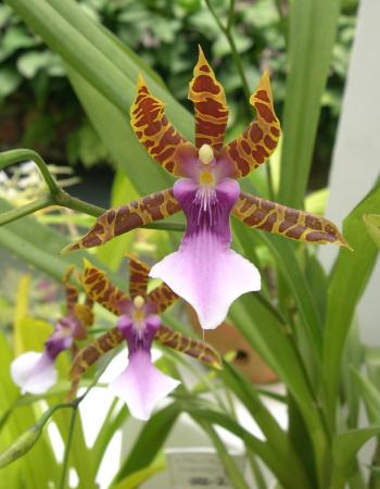 Brazilian orchid
