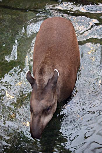 Brazilian tapir walking in water