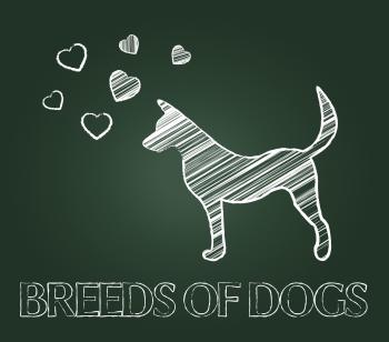Breeds Of Dogs Indicates Canine Reproduce And Pet