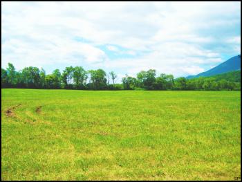 Bright Field. by Sparkle-Photography on DeviantArt